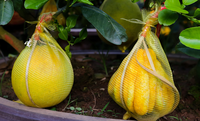 Bưởi Diễn 50 triệu đồng một cây bán trên vỉa hè Sài Gòn